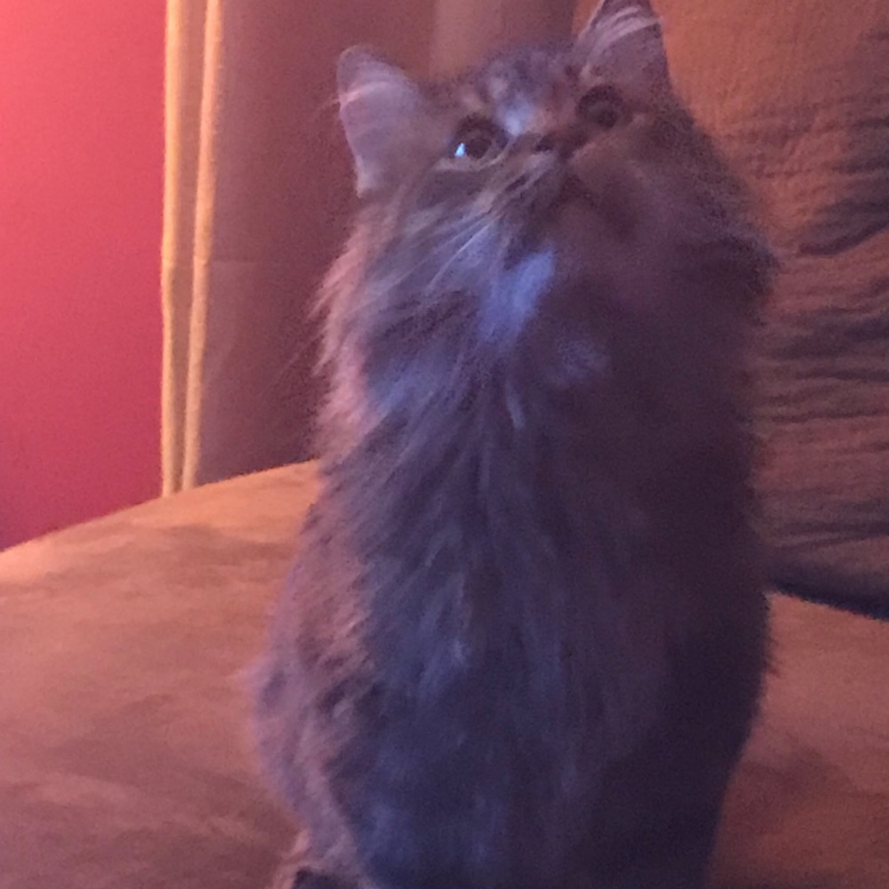 Meet your Posher, Anna